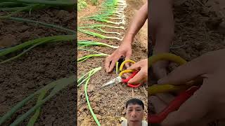 Smart Way to Grow Onions #gardening #vegetables #satisfying #agriculture #farming #nature
