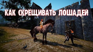 Как скрещивать лошадей | Гайды Black Desert Как скрещивать лошадей | Гайды Black Desert