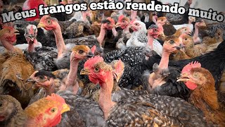 FRANGOS DE ALTO RENDIMENTO