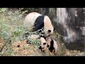 わちゃわちゃ🫶愛浜ママと子どもたち🐼 まさかのモートにベビーを落としてた😂 パンダの子育て❤