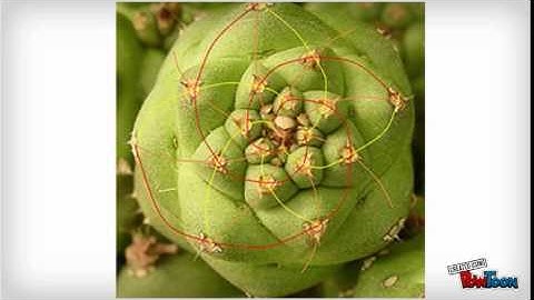 The Fibonacci Sequence