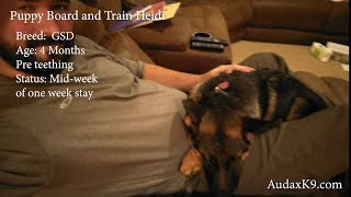 Heidi 4 Month Old GSD Board and Train