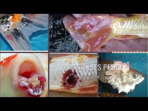 Video: Cara Mengatasi Penyakit Ikan: 13 Langkah (dengan Gambar)