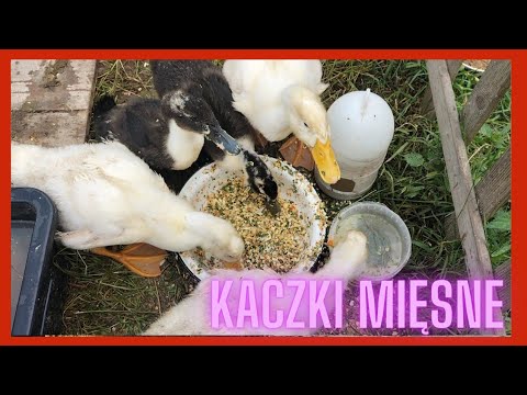 Wideo: Co. czy kaczki mogą jeść?