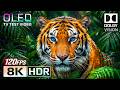Amazing 8K HDR 60FPS | Dolby Vision OLED Demo (8K/4K TV Video)