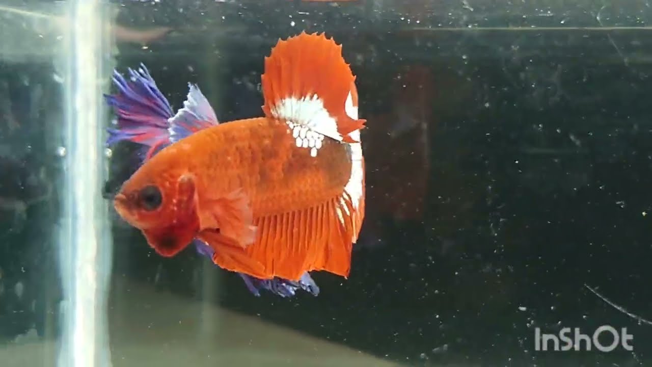 Red Head Hellboy Hmpk Betta