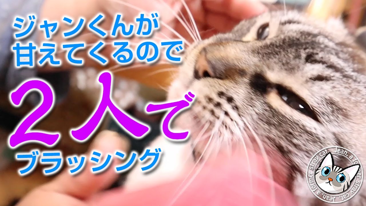 ジャンくんが甘えてくるので夫婦2人でブラッシング【Jean