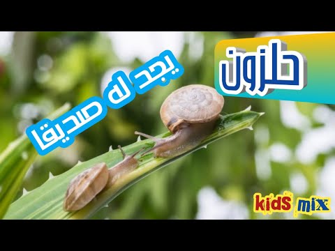 حلزون يجد له صديقا قصة حرف 23 حرف الحاء دانة عمار