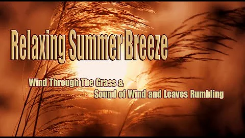 Wind Through The Grass🌍Relaxing Summer Breeze 1 Hour🌄Sound of Wind and Leaves Rumbling