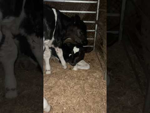 #cow #dairyherd #dairyindustry #farming #dairyfarming #ejjukibusinessideas #vlog