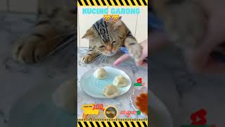 Funny Cat Accident Èo लल