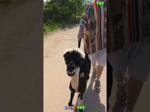 <strong>Walking</strong> with a baby alpaca｜alpacaworld #shorts｜CoCosToy
