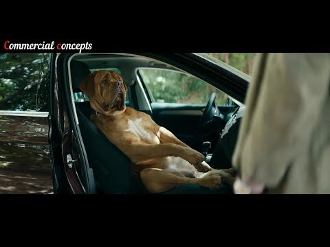 top-10-the-best-and-funny-dogs-car-commercials