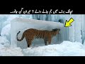 7 Animals Frozen in Time | TOP X TV