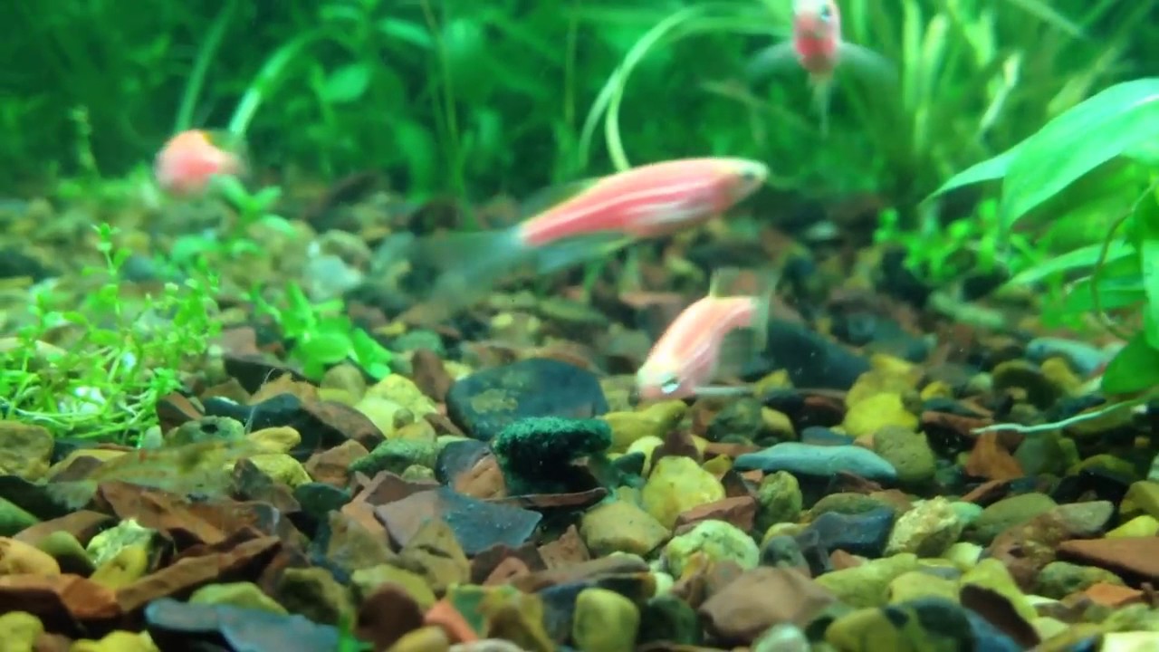 Neons, pink danio and shrimps.