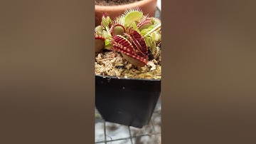 #short Cây bẫy kẹp hay còn gọi là cây bắt mồi