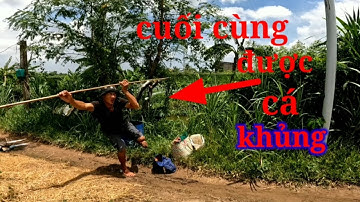 Câu cá _câu cá lóc điểm huyền thoại, lại được hàng / Hiển cá miền tây