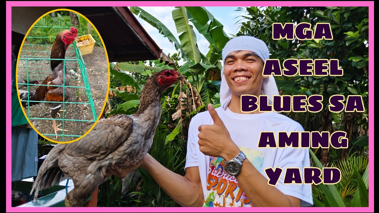 UPDATE SA AMING MGA PURE ASEEL CHICKEN SA YARD|| INDIAN ASEEL BLUES