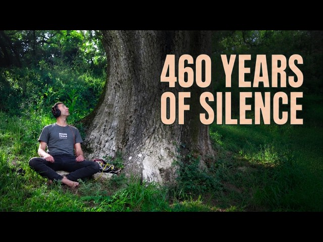 Ver Listen to This Ancient Cork Oak for 30 Minutes | Deep Nervous System Reset en YouTube Ver Listen to This Ancient Cork Oak for 30 Minutes | Deep Nervous System Reset en YouTube