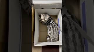 猫用ハーネスはお気に召さなかったようです。 #shorts