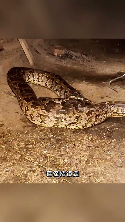 藏匿在房梁上的巨无霸 #animals #百科密码 #科普