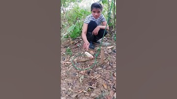 Trap #bushcraft #trap #outdoors