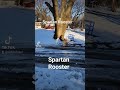 Spartan rooster