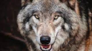 Wolves   SD 480p