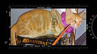 Cat Voice #shorts #youtubeshorts #catvideos by MaiRa NaSir Vlogs 64 views 1 year ago 18 seconds