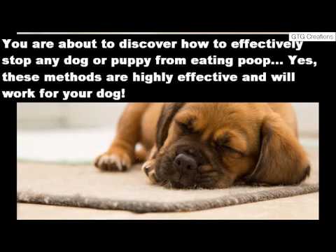 How To Make Your Dog Stop Eating Poop How To Make Your Dog Stop Eating Poop