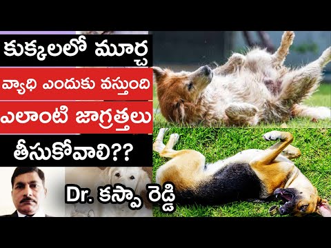 కుక్కలలో మూర్చ Fits ఎందుకు వస్తుంది? | How to save your pet from seizures(Fits) | Epilepsy Treatment