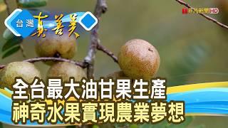 阿嬤的零嘴“油甘果”|綠鑽石農場 |【台灣真善美】2026.09.20