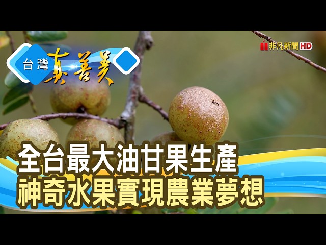 阿嬤的零嘴“油甘果”｜綠鑽石農場 ｜【台灣真善美】2026.09.20