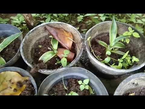 Video: Memperbanyak Agave - Cara Menanam Agave Dari Anakan, Stek Atau Biji