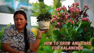 How To Grow And Care Kalanchoe For Next Season I Kalanchoe Plant Care I Pabitra Garden