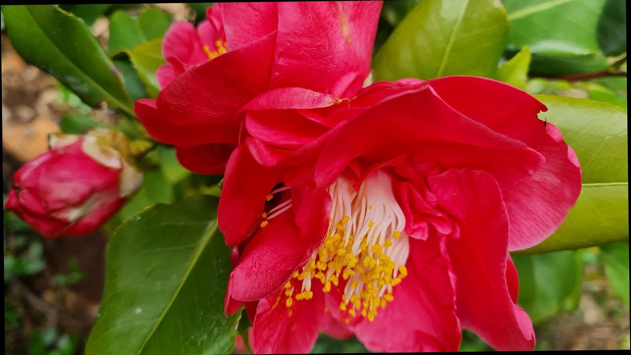 KAMELIJA može i u našu baštu!