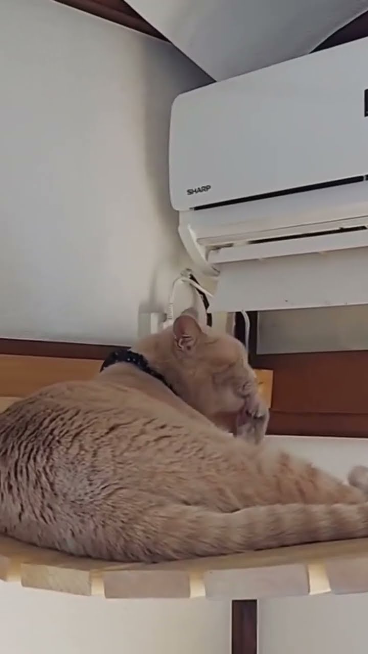 TOP DES VIDÉOS TRÈS DRÔLES ???????? #cat