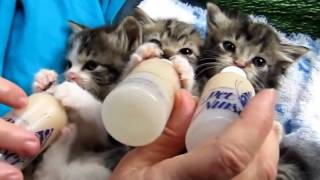 Котята сосут молоко. Милота Котята сосут молоко. Милота