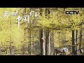 《美丽中国自然》 秋野鹿鸣：鄂温克人的驯鹿智慧与自然和谐 山林寻鹿【CCTV纪录】