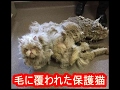 衝撃 猫！飼い主に長年飼育放棄された毛に覆われた猫の姿が美に変わるまで【nekoの部屋】