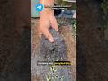 Как увеличить эффективность зольной подкормки #огород #дача #зола  #садоводничество #лето #сад