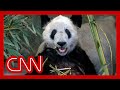 How a giant panda in the US is causing outrage in China
