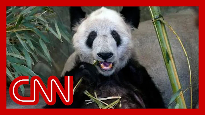 How a giant panda in the US is causing outrage in China - DayDayNews