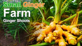 How to Start a Ginger Farm | Step-by-Step Guide to Planting Ginger