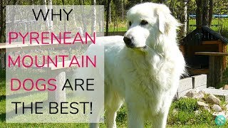Why Pyrenean Mountain Dogs Are The Best by Tailwise 236 views 5 years ago 1 minute, 1 second