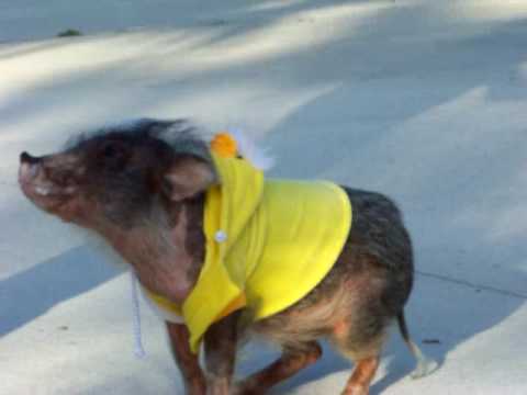 Mini Pig in her Duck Costume Mini Pig in her Duck Costume