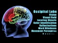 Traumatic Brain Injuries:  Effects of damage to different lobes of the brain