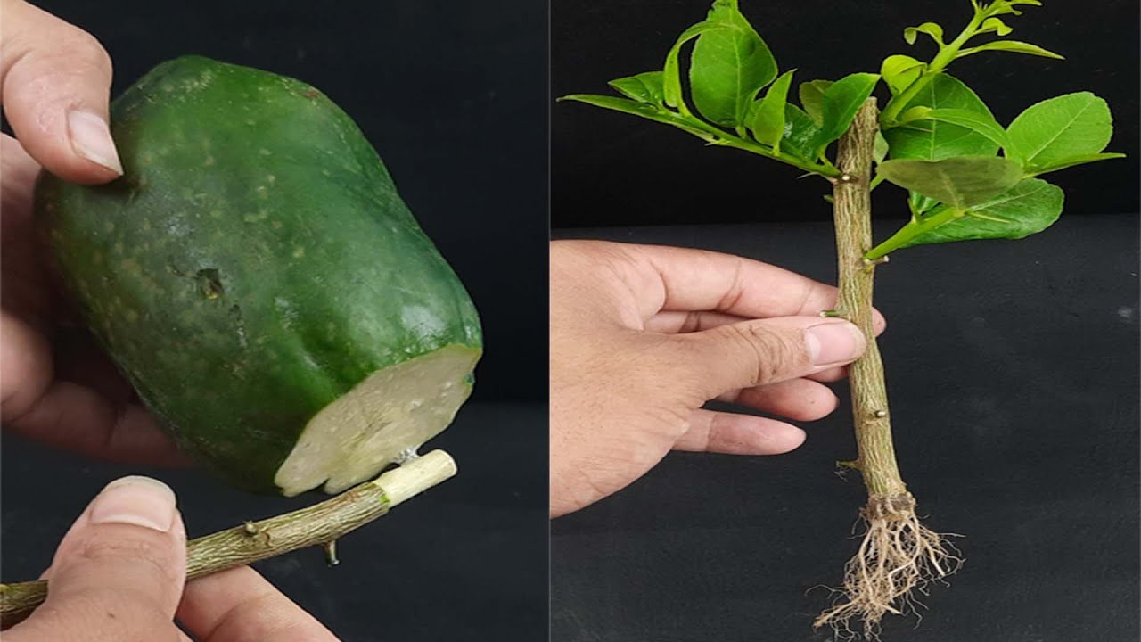 How to grow lemon plant from cutting YouTube