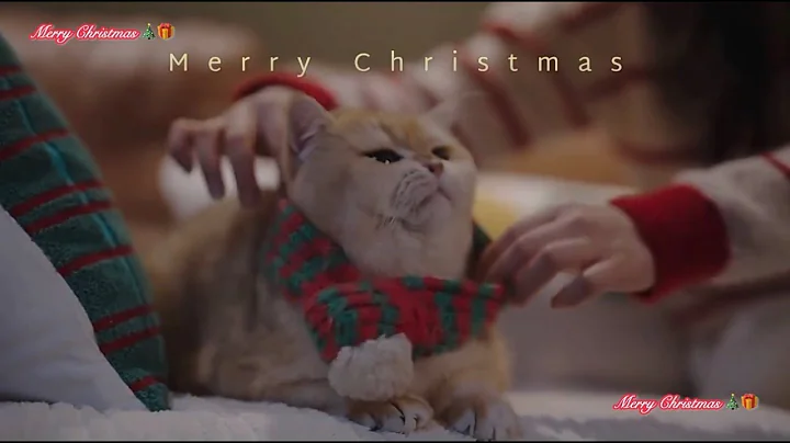 A Cat, a Scarf, a Gift and Merry Christmas Magics ✨ | Meowy Meowy Christmas 🎄❄️🎅