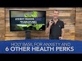 Holy Basil for Anxiety And 6 Other Health Perks